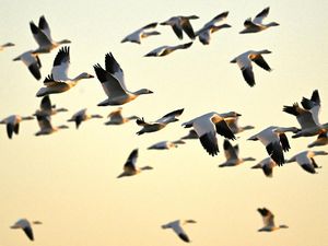 Mengapa Burung Senang Bermigrasi? Ternyata Ini Alasannya