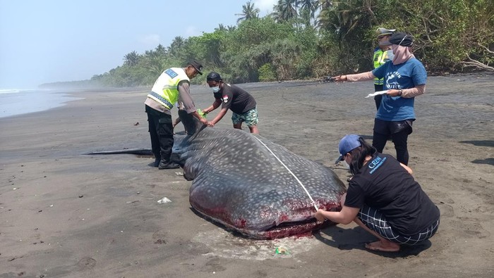 Hiu Paus yang Terdampar di Pantai Yeh Kuning Mati gegara Sakit