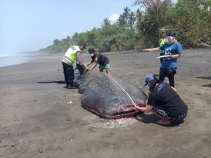 10 Penemuan Hewan Terdampar di Pantai Sepanjang 2023