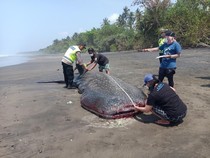 10 Penemuan Hewan Terdampar di Pantai Sepanjang 2023