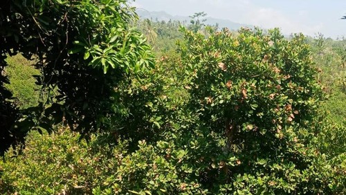 Kebun jambu mete milik salah satu warga yang ada di wilayah Banjar Dinas Temakung, Desa Ban, Kecamatan Kubu, Karangasem, Bali, yang banyak mengalami gagal panen Kamis (2/11/2023). (istimewa)
