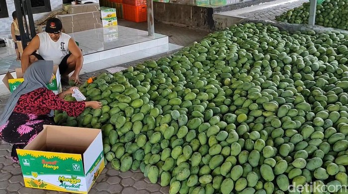 Manisnya mangga alpukat Pasuruan