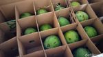 Manisnya Cuan dari Mangga Alpukat Pasuruan