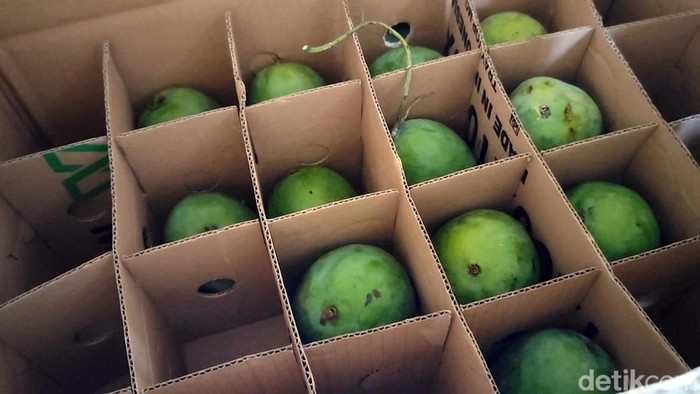 Manisnya mangga alpukat Pasuruan Manisnya mangga alpukat Pasuruan