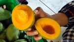 Manisnya Cuan dari Mangga Alpukat Pasuruan