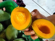 Mengenal Mangga Alpukat Khas Pasuruan, Apa Bedanya dengan yang Biasa?