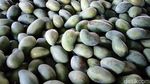 Manisnya Cuan dari Mangga Alpukat Pasuruan
