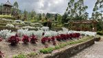 Menikmati Indahnya Taman Bunga Edelweis Tanpa Mendaki