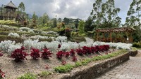 Sesampainya di lokasi, detikTravel disambut dengan pemandangan hamparan bunga edelweis yang putih bak salju. 