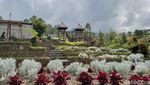 Menikmati Indahnya Taman Bunga Edelweis Tanpa Mendaki