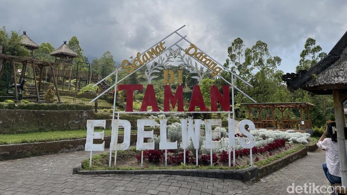 Menikmati Indahnya Taman Bunga Edelweis Tanpa Mendaki