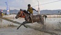 Pacuan kuda yang digelar di lahan persawahan yang berlumpur tersebut diikuti oleh 100 kuda pacuan dari kandang kuda yang ada di Sumbawa, Bima dan Dompu.