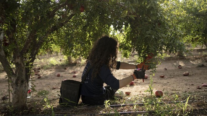 Pertanian Israel Mulai Krisis Terdampak Perang Volunteers take a sunscreen break while from picking pomegranates on a farm in Ashkelon, Israel, Friday, Oct. 27, 2023. The Israel-Hamas war has plunged Israel’s agricultural heartlands into crisis. Near Gaza, the military has banned all farming within 4 kilometers of the border fence and tightly monitors farmers whose lands lie just outside the no-go zone. In the north near the Lebanese and Syrian borders, entire communities have been evacuated because of rocket fire from Lebanon’s Hezbollah militant group. (AP Photo/Maya Alleruzzo)