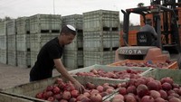 Ladang-ladang yang melapisi perbatasan Israel dengan Jalur Gaza telah menjadi korban tambahan dari perang tersebut, sehingga meningkatkan kekhawatiran bahwa sistem pangan Israel dapat terkena dampaknya.  