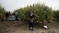 Di dekat Gaza, militer telah melarang semua pertanian dalam jarak 4 kilometer dari pagar perbatasan dan memantau secara ketat para petani yang lahannya terletak tepat di luar zona larangan bepergian.  