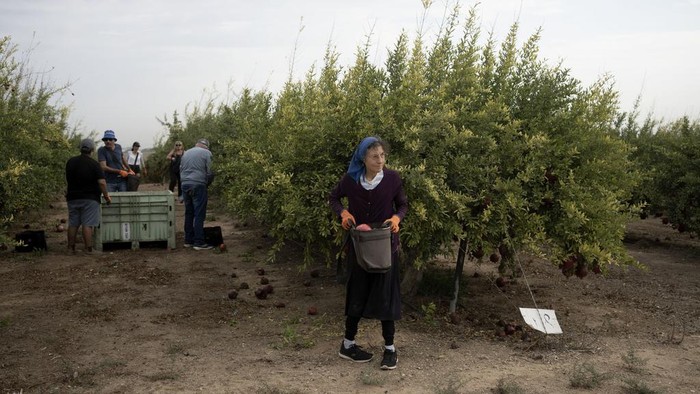 Volunteers take a sunscreen break while from picking pomegranates on a farm in Ashkelon, Israel, Friday, Oct. 27, 2023. The Israel-Hamas war has plunged Israel’s agricultural heartlands into crisis. Near Gaza, the military has banned all farming within 4 kilometers of the border fence and tightly monitors farmers whose lands lie just outside the no-go zone. In the north near the Lebanese and Syrian borders, entire communities have been evacuated because of rocket fire from Lebanon’s Hezbollah militant group. (AP Photo/Maya Alleruzzo)