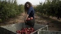 Sektor pertanian Israel sangat bergantung pada produk yang ditanam di lahan pertanian yang tersebar di wilayah tersebut, dengan sebagian besar sayuran dan seperlima buah-buahan diproduksi di sana. Pertanian tersebut kini bergantung pada kerja para sukarelawan untuk bertahan hidup.  