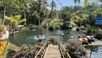Segar... Mandi di Kolam Alami Telaga Surya Bali