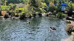 Segar... Mandi di Kolam Alami Telaga Surya Bali