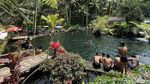 Segar... Mandi di Kolam Alami Telaga Surya Bali