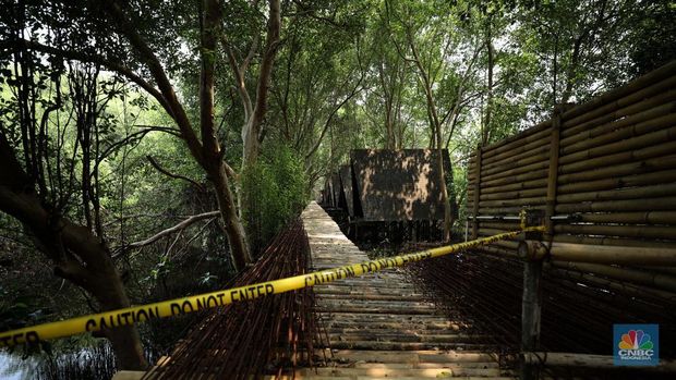 Taman Wisata Alam Angke, Kapuk (TWA) di Jakarta Utara mangrove memiliki luas sebesar 99,82 Ha yang dimanfaatkan untuk pariwisata dan rekreasi terbengkalai di sebagian lokasi, Kamis (2/11/2023). (CNBC Indonesia/Tri Susilo)