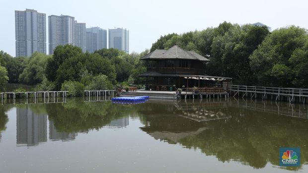 Taman Wisata Alam Angke, Kapuk (TWA) di Jakarta Utara mangrove memiliki luas sebesar 99,82 Ha yang dimanfaatkan untuk pariwisata dan rekreasi terbengkalai di sebagian lokasi, Kamis (2/11/2023). (վ/Tri Susilo)
