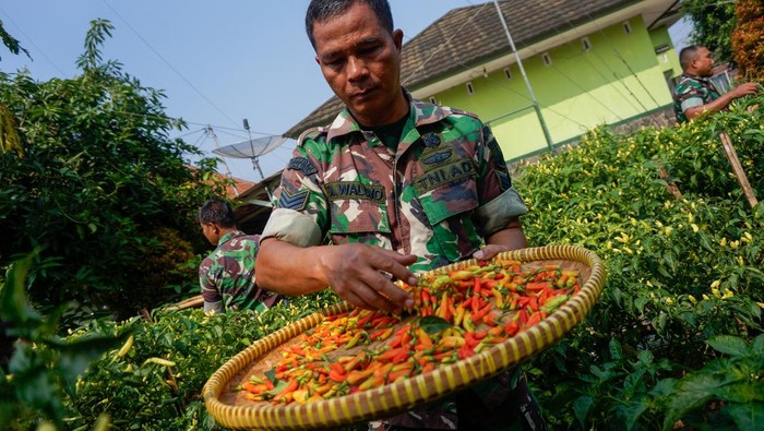 TNI Panen Cabai saat Harga Lagi Tinggi Sejumlah anggota TNI panen raya cabai rawit di lahan kosong Mako Koramil 03/Kajen, Kabupaten Pekalongan, Jawa Tengah, Kamis (2/11/2023). Anggota TNI Koramil 03/Kajen memanfaatkan lahan kosong di sekitar mako dengan menanam cabai rawit yang kemudian hasil panen dibagikan kepada warga sekitar Koramil dan sebagian dijual di bawah harga pasaran Rp80.000 per kilogram menjadi Rp65.000 per kilogram yang bertujuan menjaga stabilitas harga komoditas cabai. ANTARA FOTO/Harviyan Perdana Putra/aww.