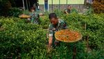 TNI Panen Cabai saat Harga Lagi Tinggi