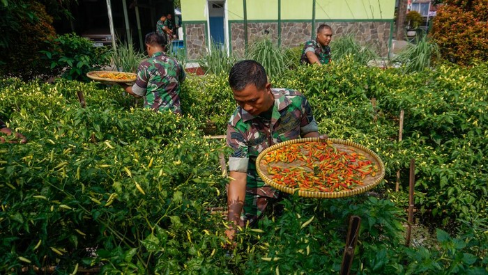 TNI Panen Cabai saat Harga Lagi Tinggi Sejumlah anggota TNI panen raya cabai rawit di lahan kosong Mako Koramil 03/Kajen, Kabupaten Pekalongan, Jawa Tengah, Kamis (2/11/2023). Anggota TNI Koramil 03/Kajen memanfaatkan lahan kosong di sekitar mako dengan menanam cabai rawit yang kemudian hasil panen dibagikan kepada warga sekitar Koramil dan sebagian dijual di bawah harga pasaran Rp80.000 per kilogram menjadi Rp65.000 per kilogram yang bertujuan menjaga stabilitas harga komoditas cabai. ANTARA FOTO/Harviyan Perdana Putra/aww.