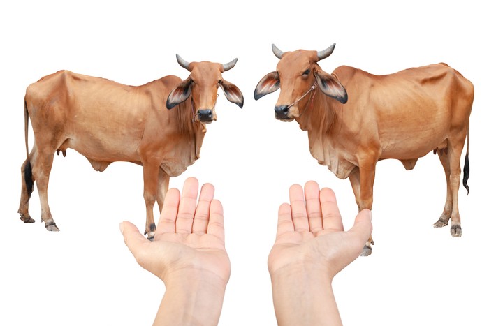 Apa Benar Daging Halal Lebih Sehat Dibandingkan Daging Biasa?