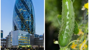The Gherkin di London, Inggris dibangun pada tahun 2003 disebut gherkin karena desainnya yang bulat panjang mirip gherkin atau timun. Foto: SkyRyeDesign