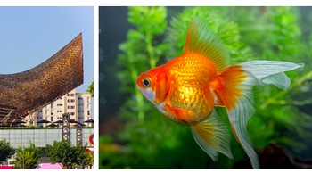 Olympic Pavilion di Barcelona, Spanyol, mengambil bentuk dari ikan mas koki. Bangunan ini dibuat untuk Olimpiade Barcelona tahun 1992. Permukaan baja tahan karat berwarna emasnya berubah tampilannya tergantung sudut Matahari dan kondisi cuaca. Foto: SkyRyeDesign