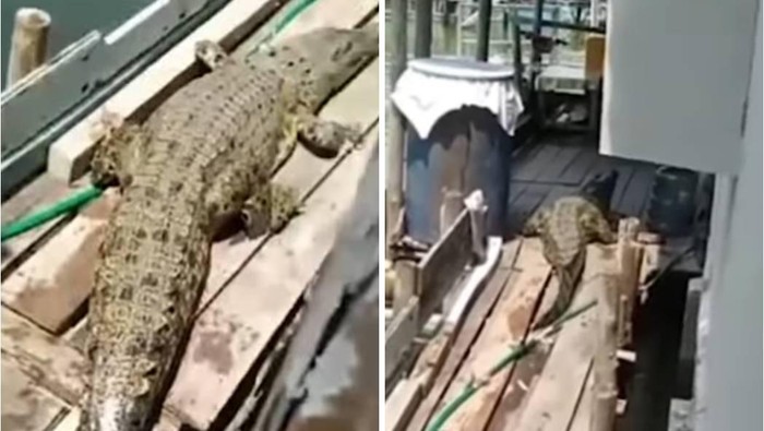 Buaya muara di rumah warga Pangkalpinang.