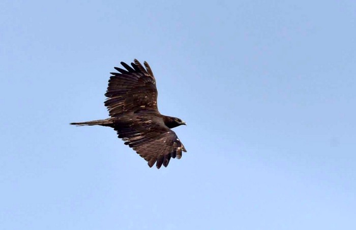 Burung raptor siberia saat bermigrasi ke pegunungan sanggabuana