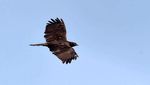 Potret Ribuan Raptor ke Jawa Barat dari Siberia
