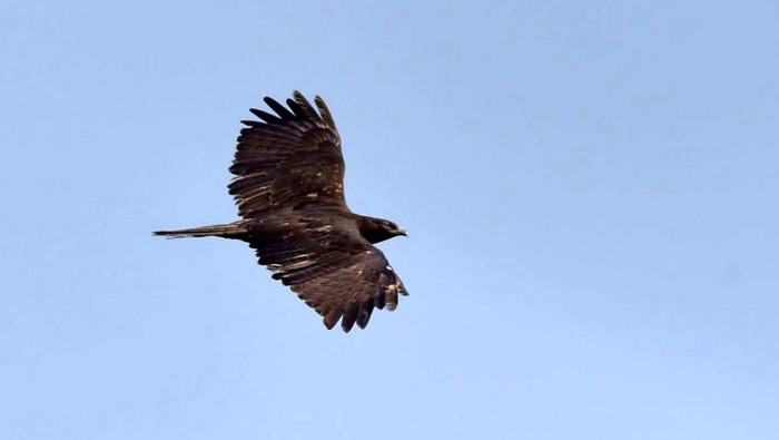Burung raptor siberia saat bermigrasi ke pegunungan sanggabuana Burung raptor siberia saat bermigrasi ke pegunungan sanggabuana