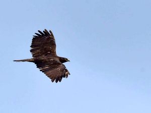Perjalanan Panjang Burung Raptor dari Siberia ke Gunung Sanggabuana