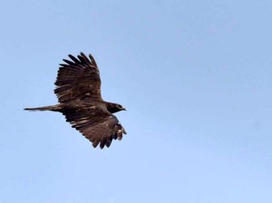 Ini Lho Alasan Burung Raptor Bermigrasi dari Siberia ke Karawang