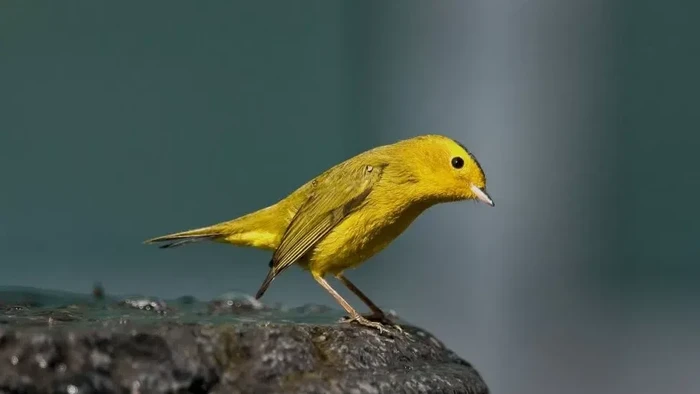 Burung Wilsons warbler