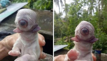 Seekor Anak Anjing Lahir Dengan Satu Mata, 2 Lidah Dan Tanpa Hidung Foto: Reddit via Boredpanda