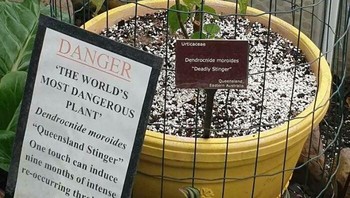 Dendrocnide Moroides, Atau Penyengat Mematikan, Adalah Salah Satu Semak Paling Berbahaya Di Dunia Dan Bahkan Morfin Menjadi Tidak Efektif Melawan Racunnya Foto: Reddit via Boredpanda