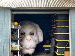 Deretan Foto Aneh Bikin Merinding Ketika Melihatnya