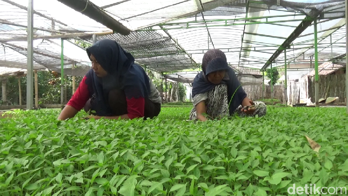 Harga cabai di pasar mahal membawa berkah bagi usaha bibit cabai