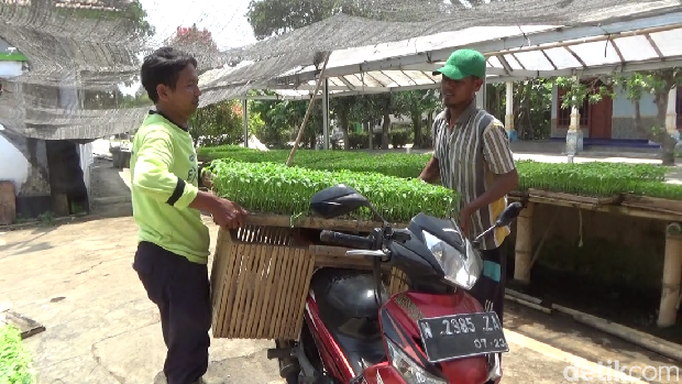 Harga cabai di pasar mahal membawa berkah bagi usaha bibit cabai