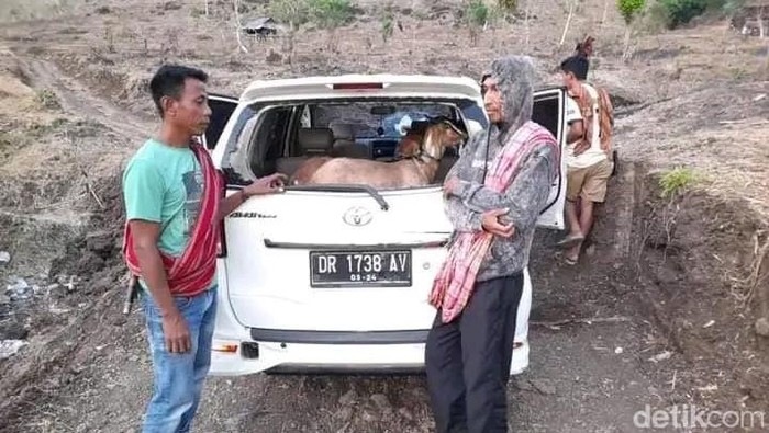 Mobil berisi kambing curian ditinggalkan pencuri di Dompu setelah aksinya ketahuan.