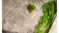 Salad kemasan menjadi alternatif makan sehat yang sederhana. Tetapi ada pelanggan yang dikejutkan dengan seekor katak kecil ini. Foto: Bored Panda