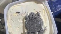 Menyantap es krim yang segar dan creamy saat panas bukankah hal yang menyenangkan? Sayangnya pelanggan ini gagal menyantap es krim usai temukan seekor katak besar ini. Foto: Bored Panda