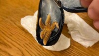 Sedang asyik menyantap seafood, pelanggan ini menemukan sesuatu yang menyelinap ke dalam makanannya. Ia mendapatkan sebuah bintang laut kecil di dalam cangkang kerangnya. Foto: Bored Panda
