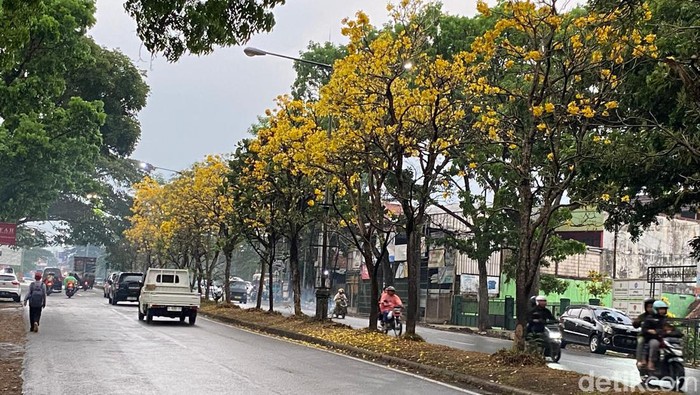 Pohon Tabebuya bermekaran di Jalan Lingkar Selatan Sukabumi.