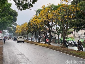 Syahdunya Jalan di Sukabumi Kala Bunga Tabebuya Bermekaran